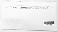 Lophiostoma subcorticale image